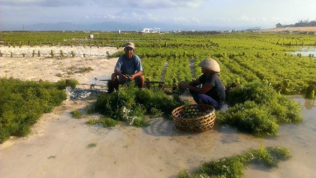 Lembongan Made Inn Нуса-Лембонган Екстер'єр фото